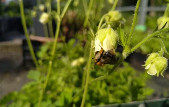 Geum rivale Album