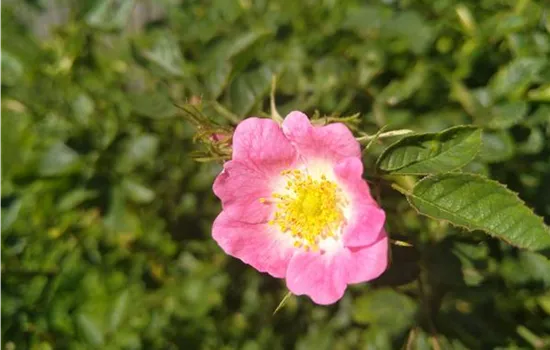 Rosa rubiginosa
