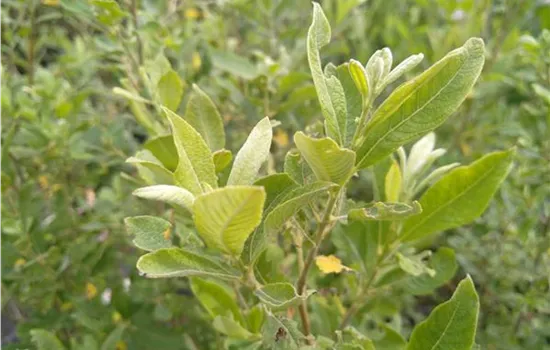 Salix caprea