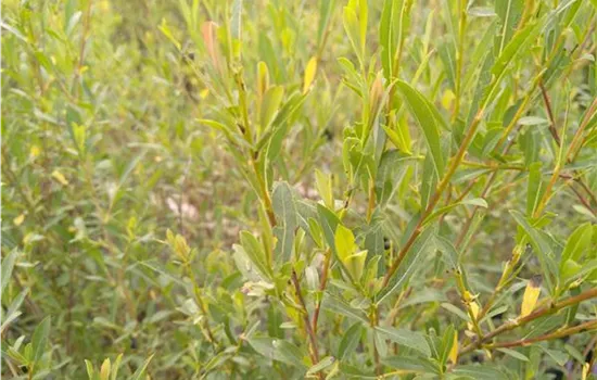 Salix purpurea