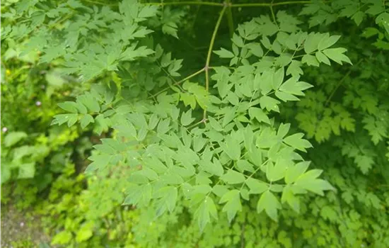 Thalictrum minus