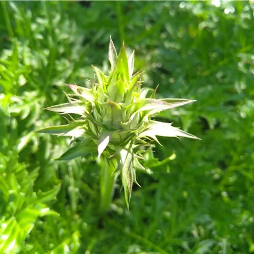 Acanthus hungaricus*