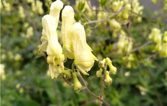 Aconitum lycoctonum ssp.vulparia