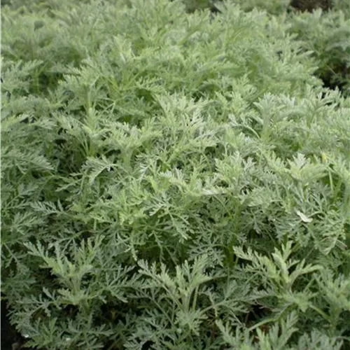 Artemisia pontica