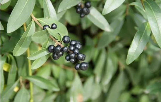 Ligustrum vulgare Atrovirens