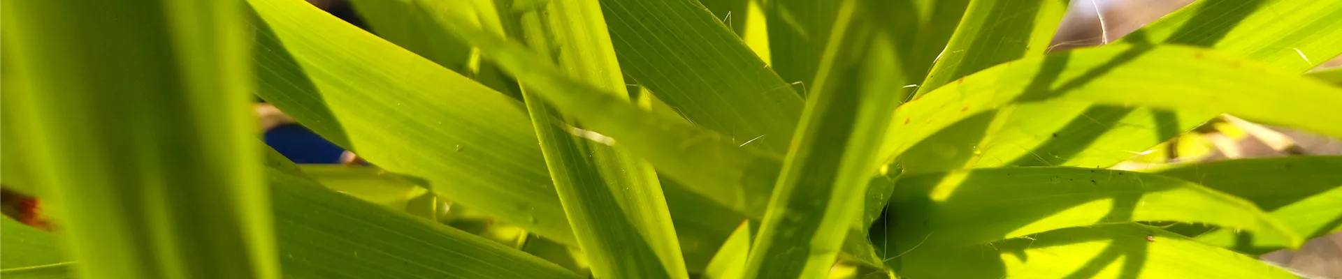 Gras Slieder (1)