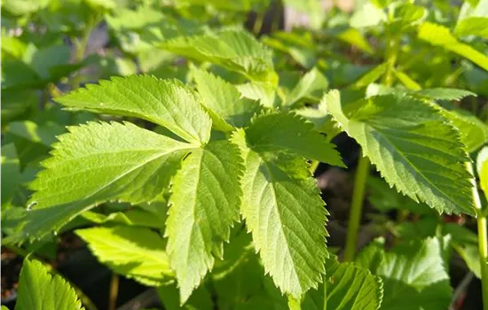 Angelica archangelica