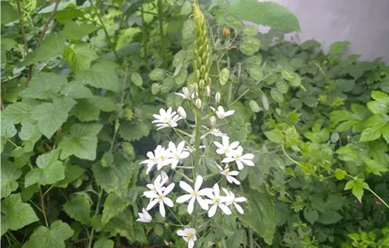 Anthericum liliago