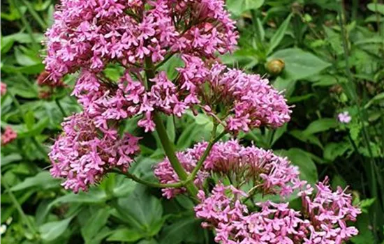 Centranthus ruber var. Coccineus