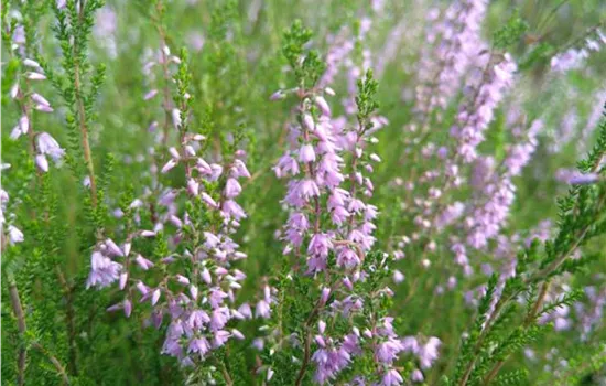 Erica tetralix